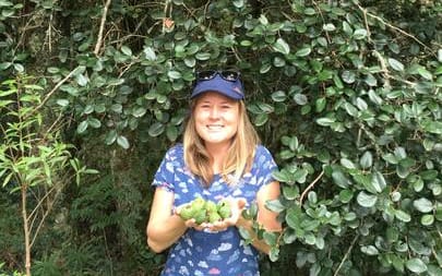 Collecting feijoas in the wild feijoa forests in Southern Brazil March 2019