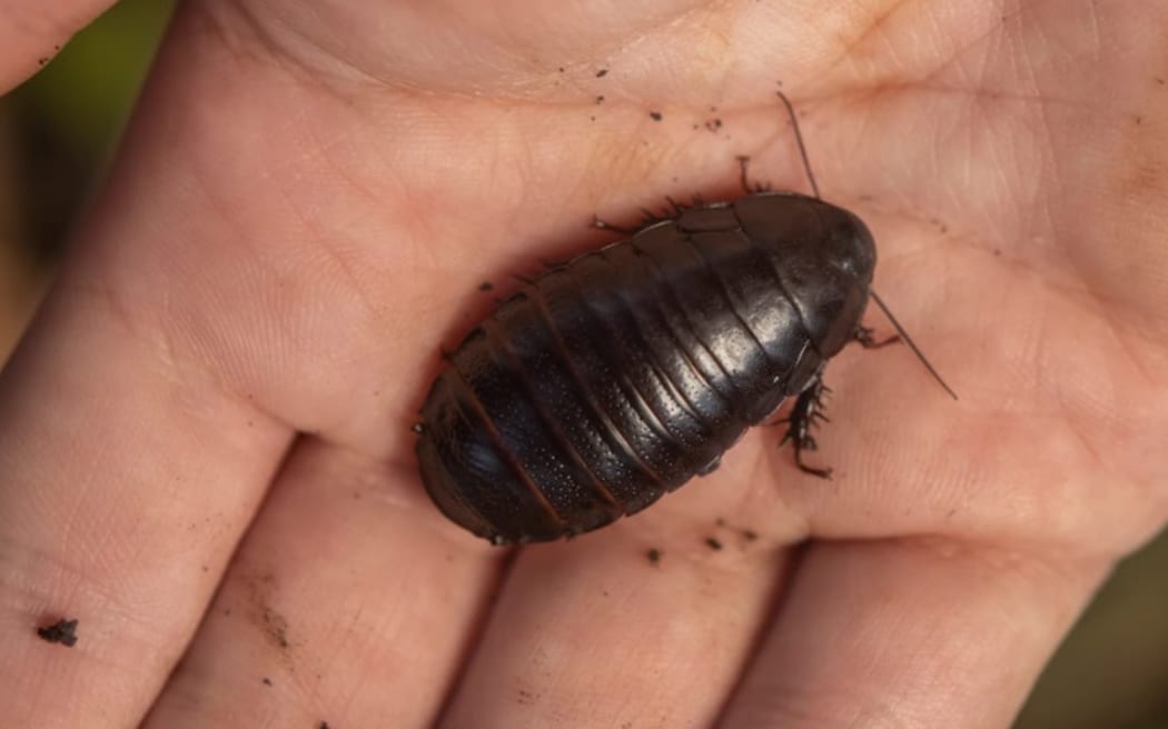 La cucaracha que se alimenta de madera de la isla de Lord Howe, Panesthia lata.