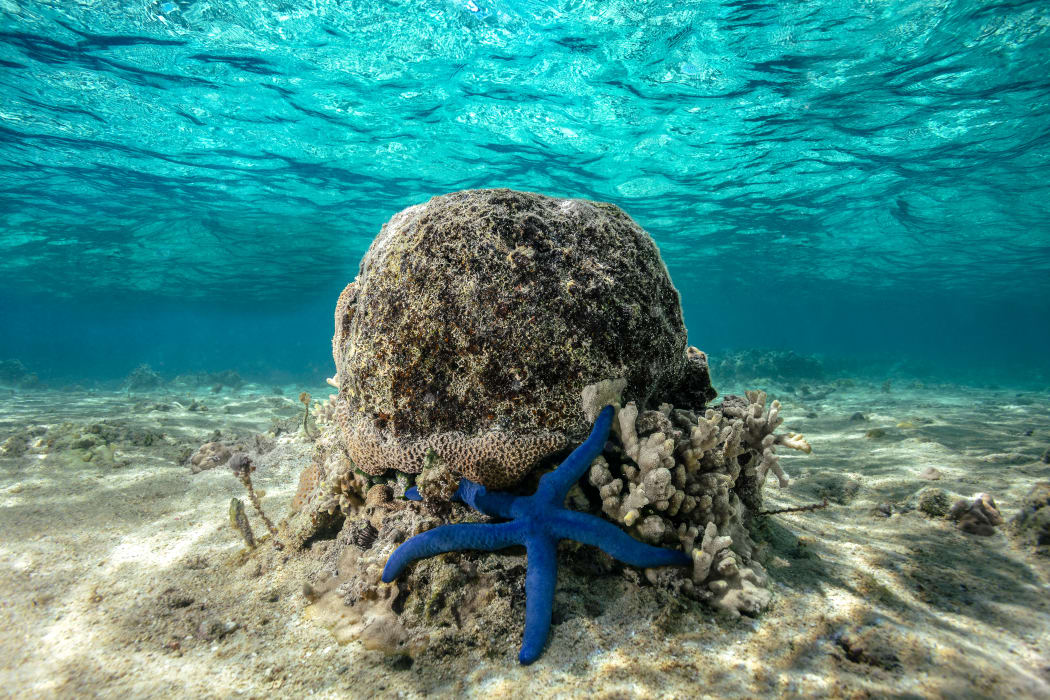 The blue starfish is extremely sensitive to changes in water temperature, oxygen levels and acidity; all key indicators in the health of our marine environment.
