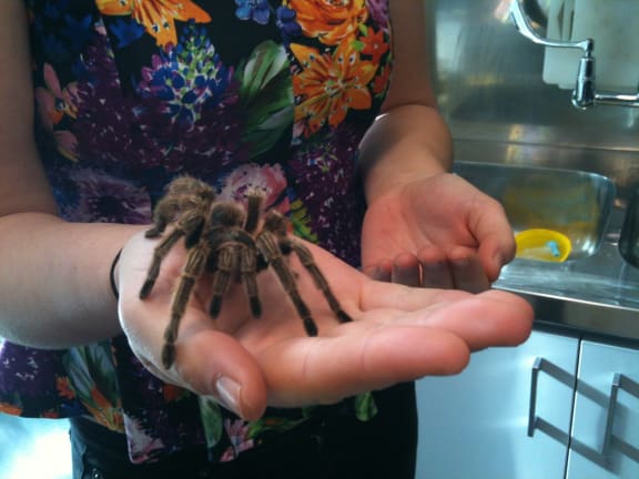A tarantula from Wales in Wellington.