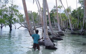 Toppled coconut trees at Temaiku, a village in Tarawa.