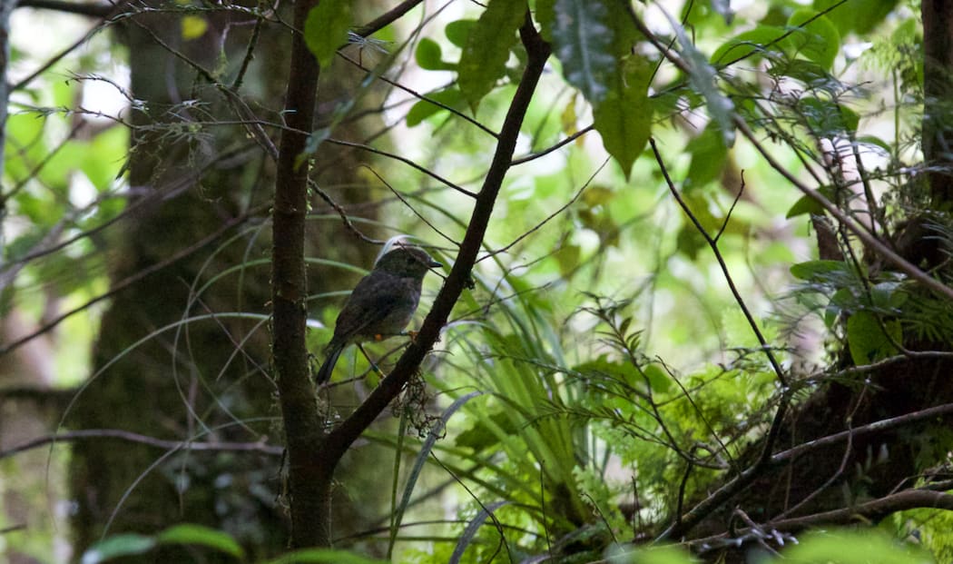 A North Island robin in the Mt Taranaki bush