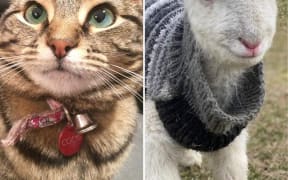 Coco the cat and Gladys the lamb - pets lost and found in Lake Ohau fire