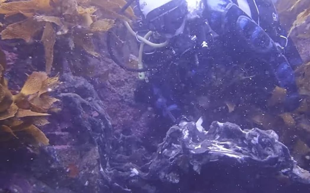 Door een hittegolf op zee in de Golf van Hauraki zijn zeesponzen verontreinigd met microalgen en vertonen ze tekenen van verbleking, terwijl in extreme gevallen sommige grote sponzen van het rif lijken te smelten.
