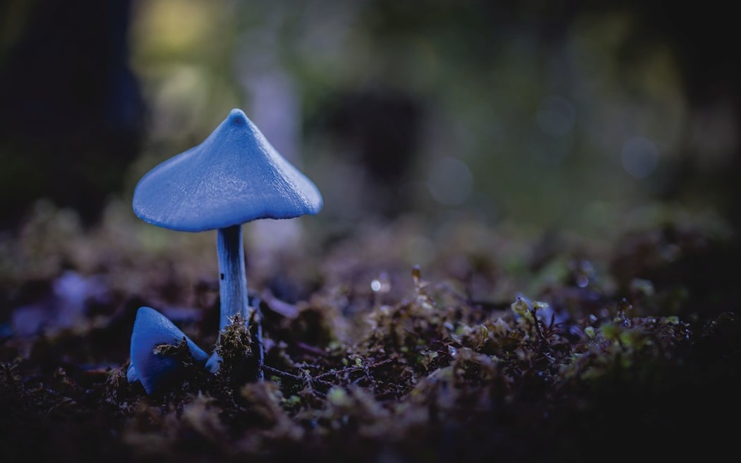 The already popular blue Entoloma's reputation has been further burnished, being named the national fungus.