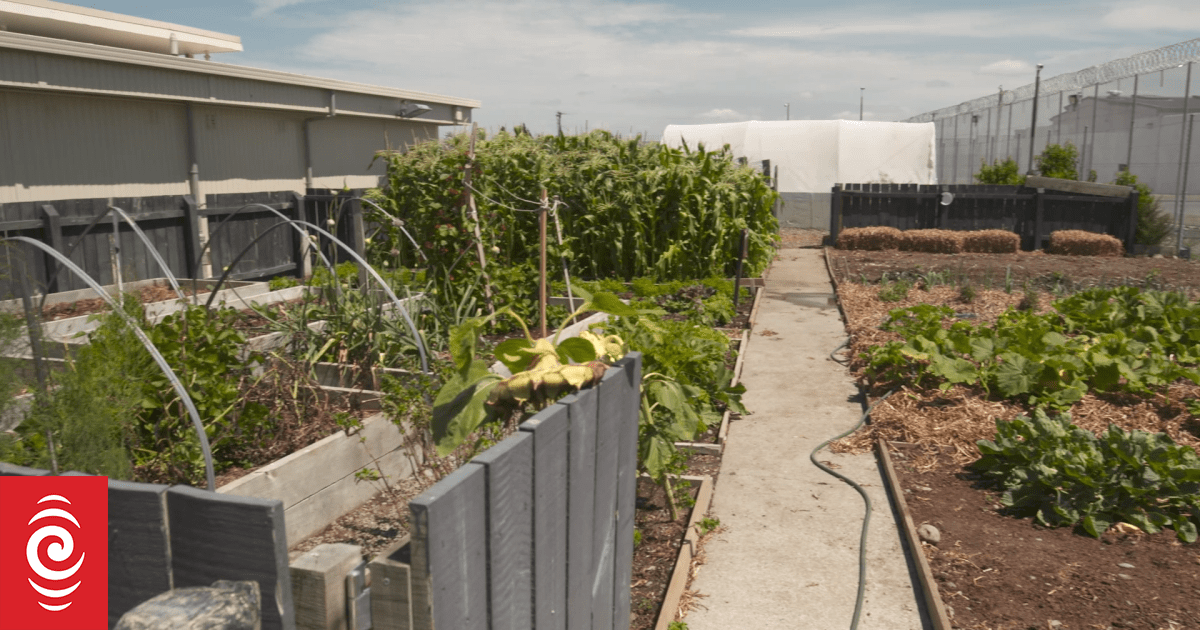 Young inmates in Christchurch growing awardwinning greens RNZ