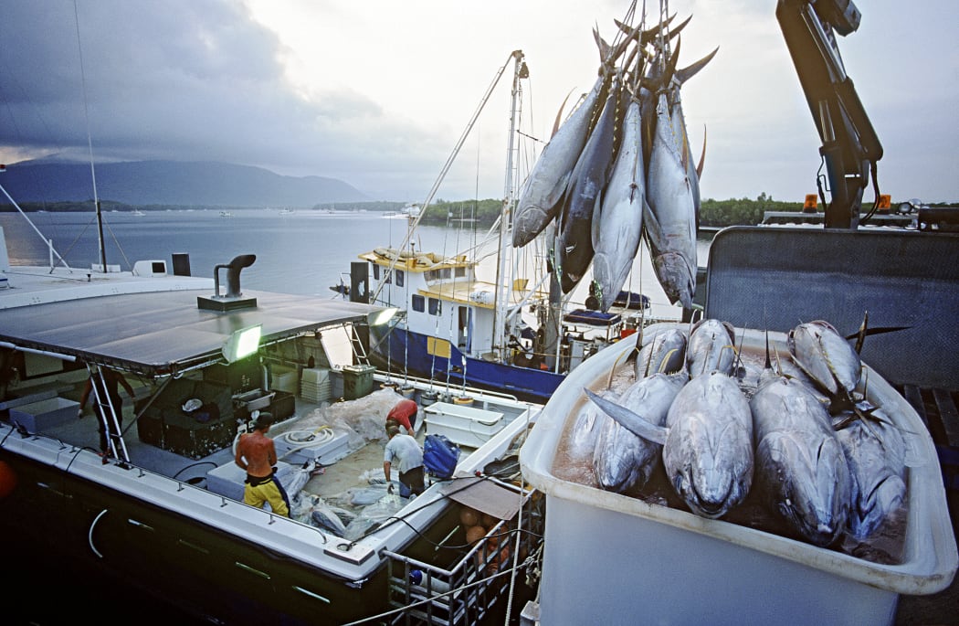 Tuna fish in container on fishing boat dawn Cairns Australia