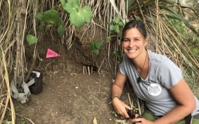 Kristel is wearing a grey Karioi project t-shirt and sits to the right of the burrow into the edge of a cliff. Some small sticks are upright in the burrow entrance, there is a pink marker flag with a number on it, and a plastic box that houses a camera.