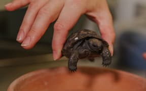A baby Galapagos tortoise at Auckland Zoo