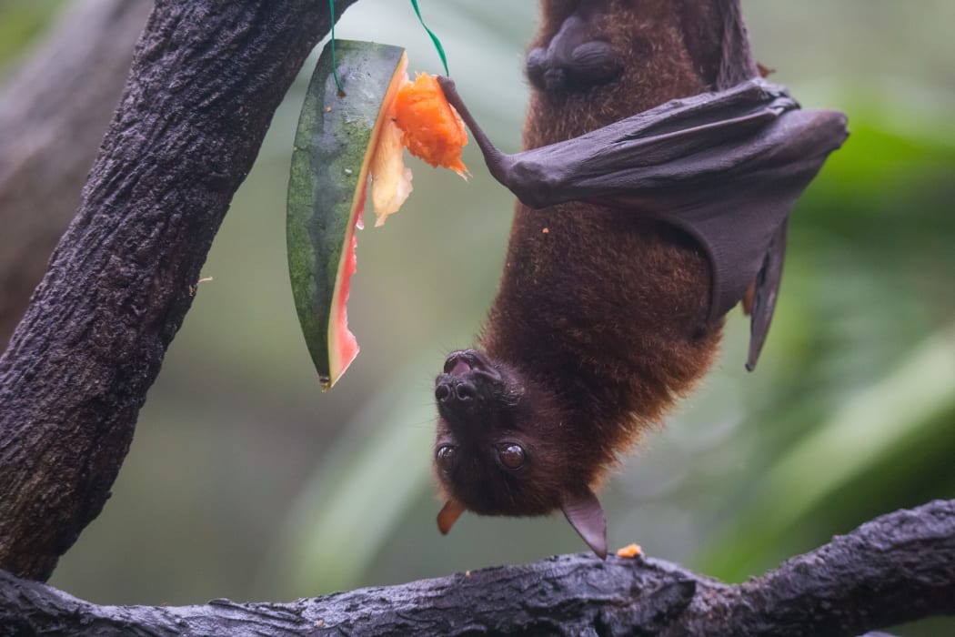 Fruit bat also known as flying fox with big leather wings hanging upside and down eating juicy orange and watermelon.