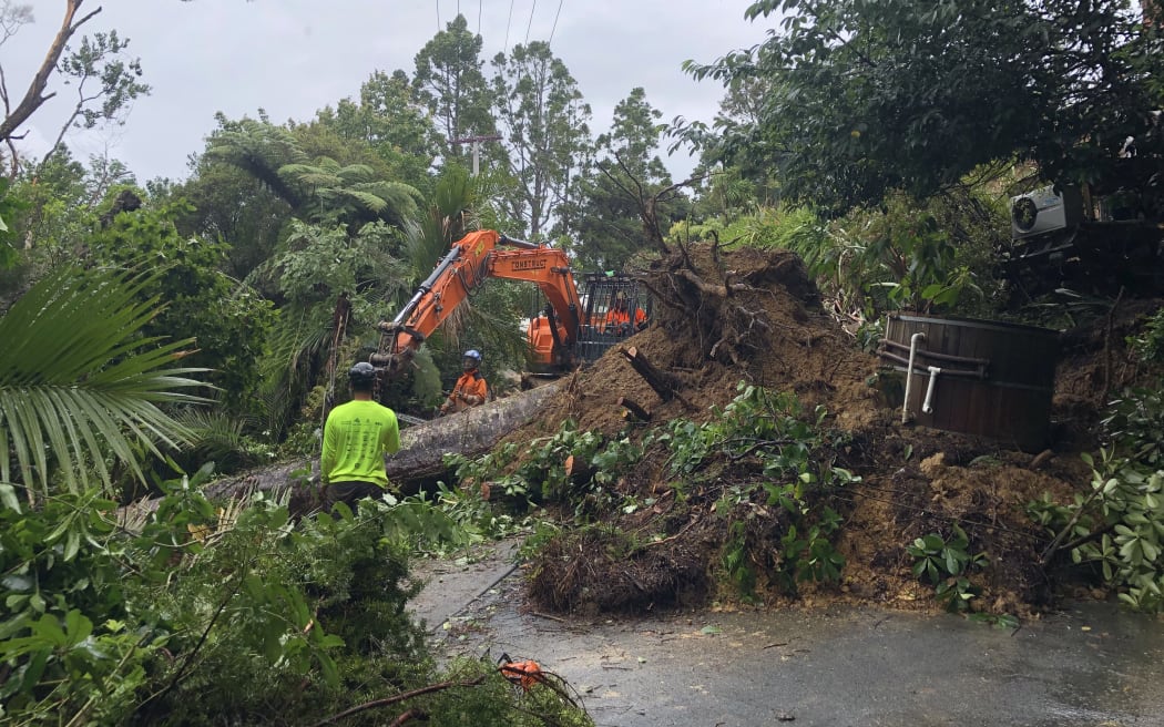 A huge kauri tree blocking a road in Titirangi