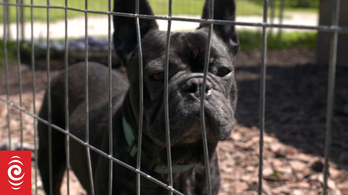 Cost of living troubles stretch animal shelters | RNZ