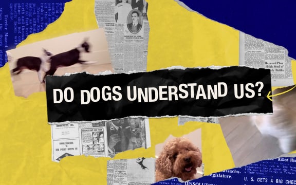 The headline - Do dogs understand us, and a picture of a dog.