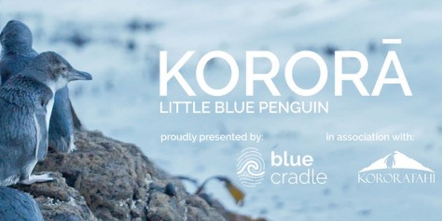 Graphic for Kororā: Little Blue Penguin