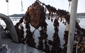 Oysters pulled up from Big Glory Bay.
