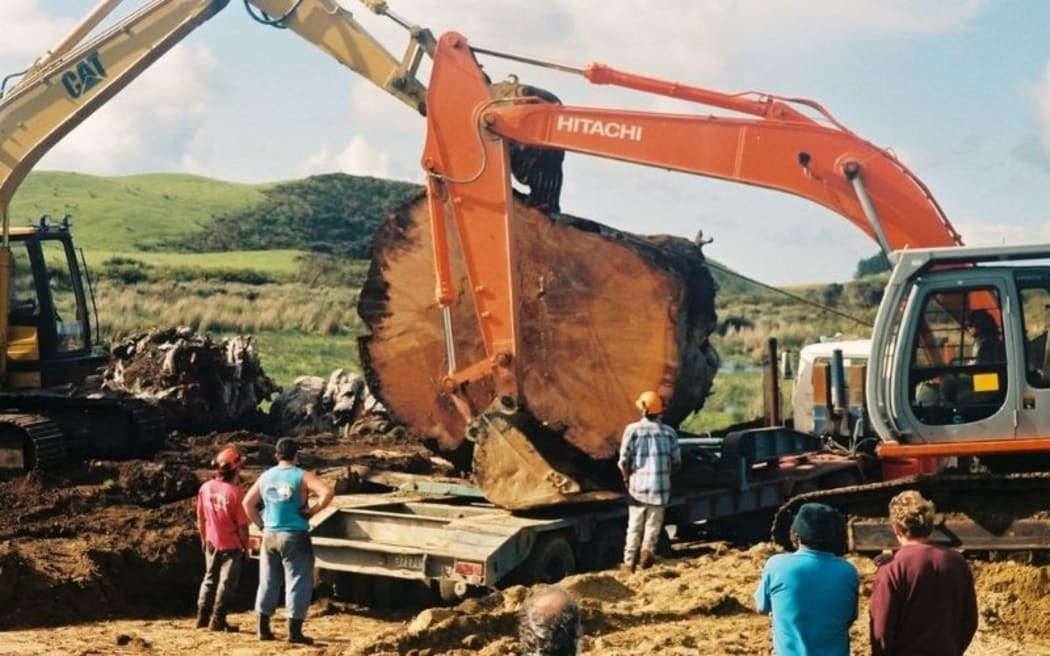 The extraction of ancient kauri.
