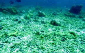 Coral reef in Fiji damaged by Cyclone Winston