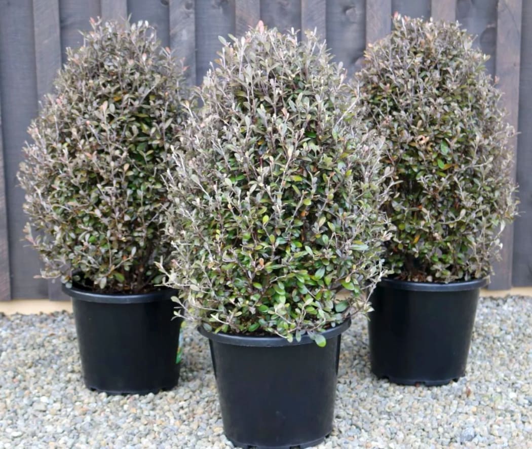 Creating native topiaries with Xanthe White RNZ