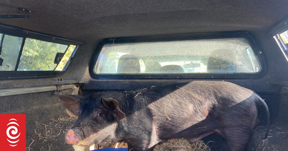Stray pig ‘Kevin Bacon’ who caused motorway mayhem set for new start in Taranaki