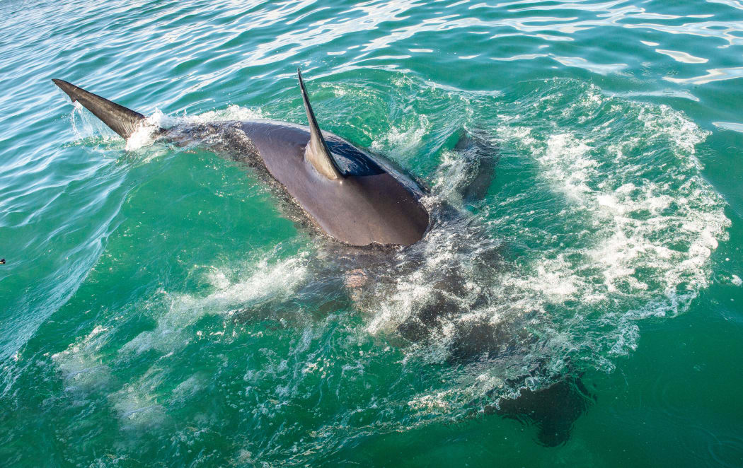 Great white shark dies in Auckland after getting tangled in fishing net