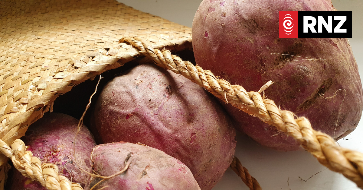 Growers concerned lack of sun in Auckland is harming fruit and vegetables - Vimarsana News