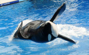 Killer whale "Tilikum" appears during its performance in its show "Believe" at Sea World on March 30, 2011 in Orlando, Florida.