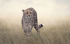 Cheetahs are heading towards exctinction.