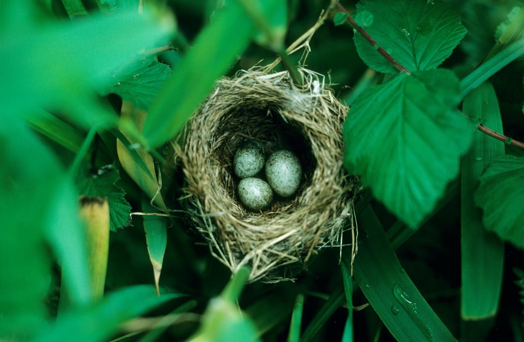 Cuckoo egg (right) in a reed warbler nest.