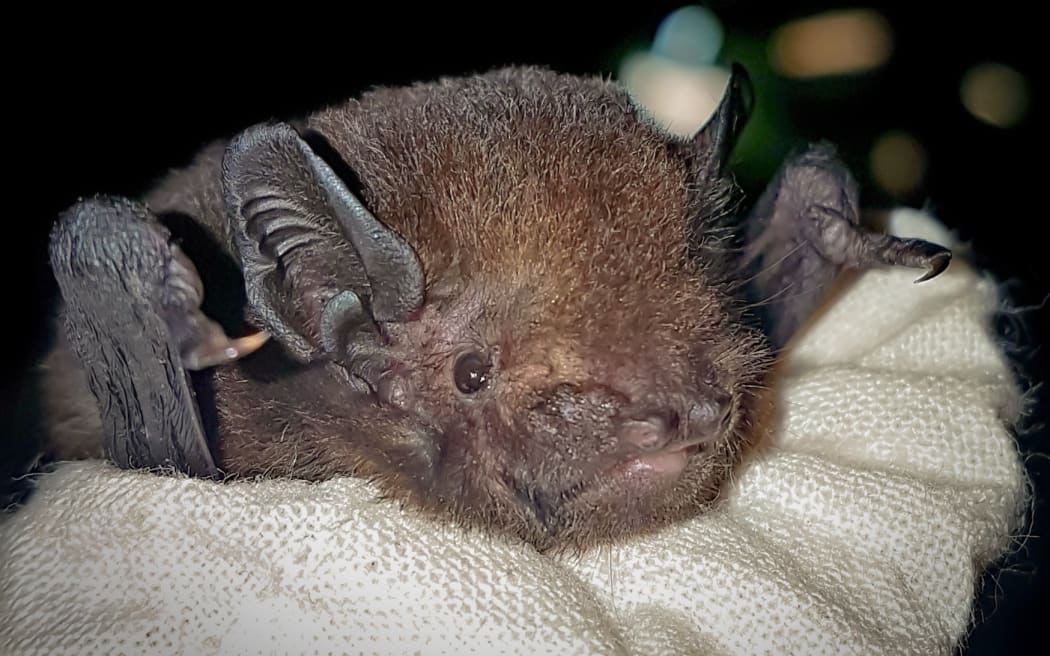 Two bat species found to be critically threatened in Auckland RNZ News