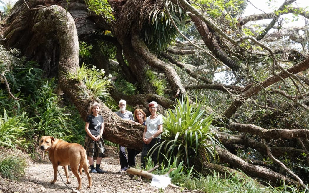From left, Linda Harris, Rob Pringle, Cynthia Matthews, Carol Pringle and Savi the dog with a centuries-old pōhutukawa that's toppled over at Ōpua.