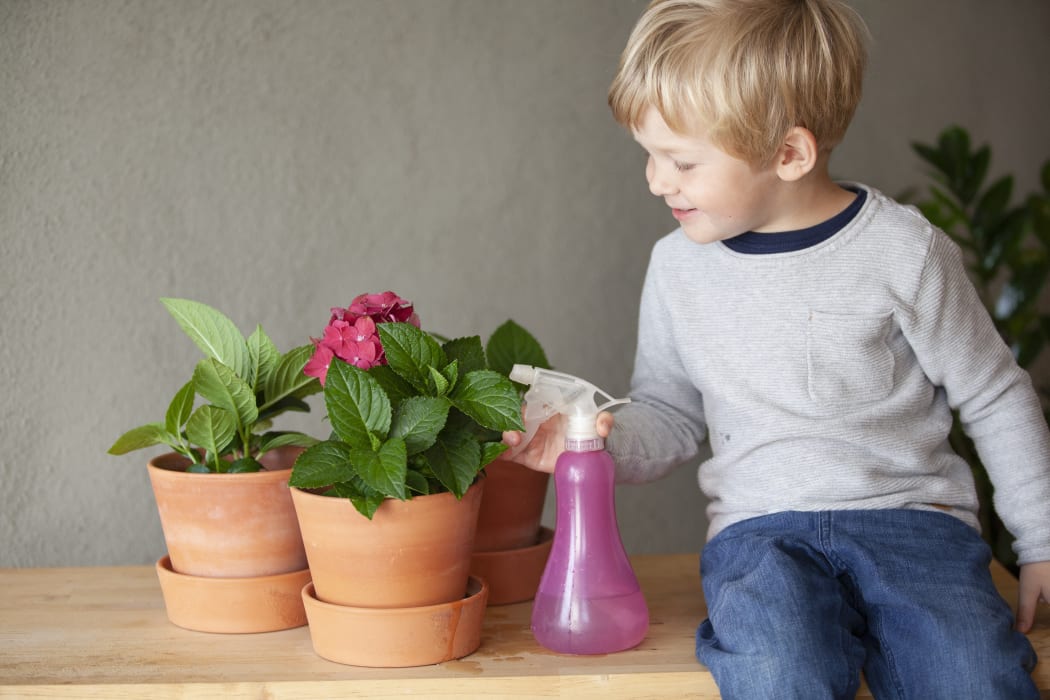 Toddler watering potted flower in indoor garden (Photo by Tiina & Geir / Cultura Creative / Cultura Creative via AFP)