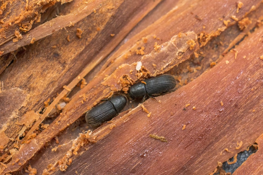 Bark beetle rearing project