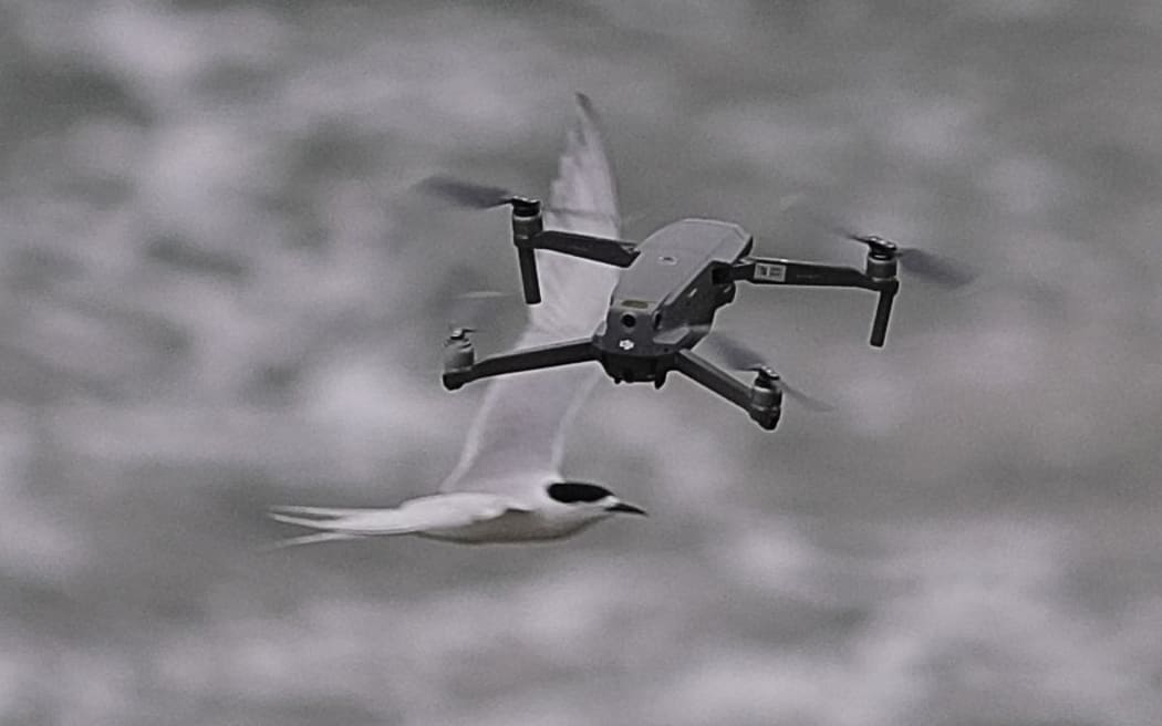 Birds vs drones Pilots flouting rules, DOC says RNZ News