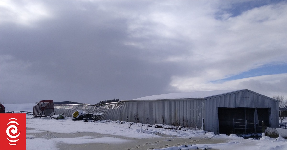 Farmers in lower South Island battle blizzard-like conditions - Vimarsana News
