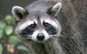 Stock photo of a raccoon.