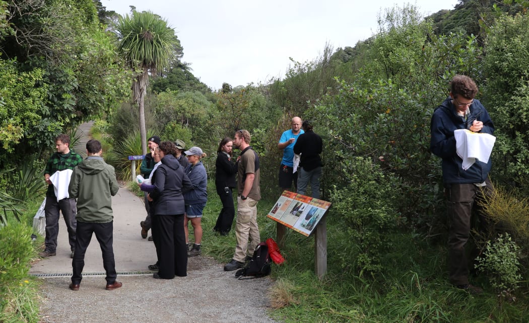 Botanists 'planting' mistletoe seeds on various trees in Zealandia sanctuary.