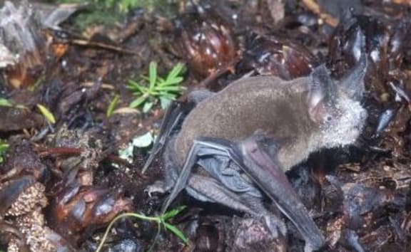 "Like a kid who has stuck their face in the icing sugar" is how photographer David Mudge describes a short-tailed bat whose face is liberally plastered in Dactylanthus pollen.