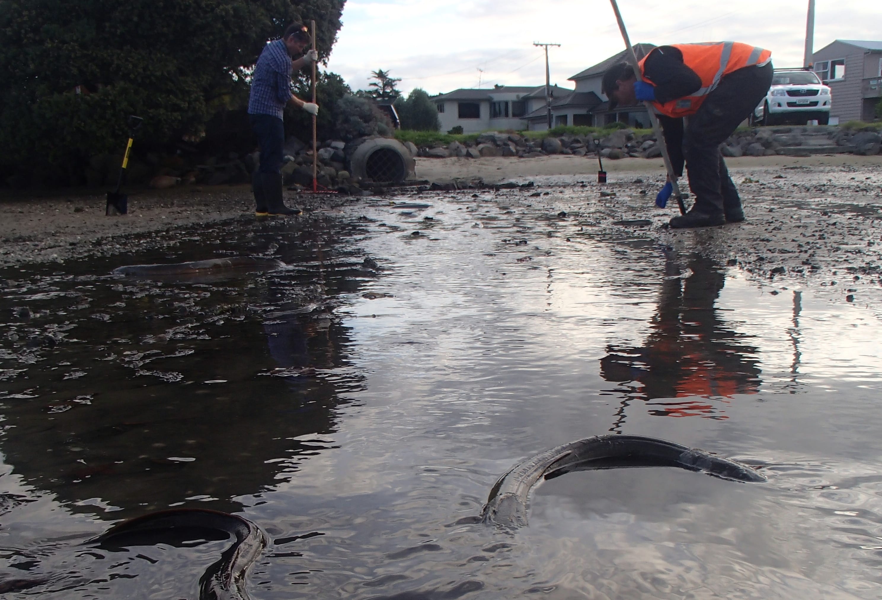 Dozens of dead or distressed eels were found at an outlet near Tauranga's Memorial Park.