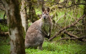 A wallaby on the loose in Canterbury.