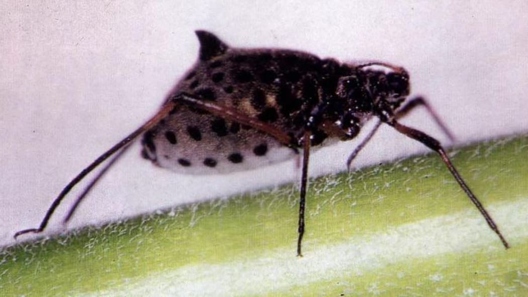 The Great Willow Aphid
