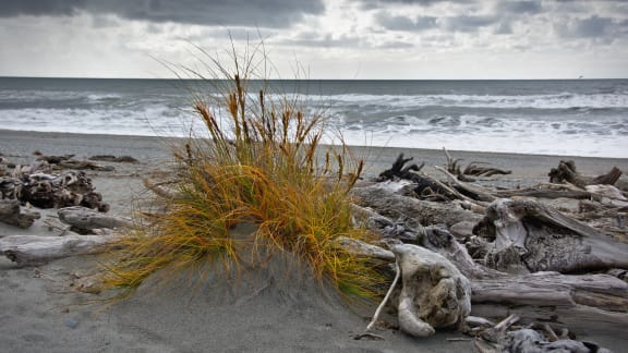 Pingao/Pikao - the golden sand sedge. | A Gallery from Afternoons | RNZ ...