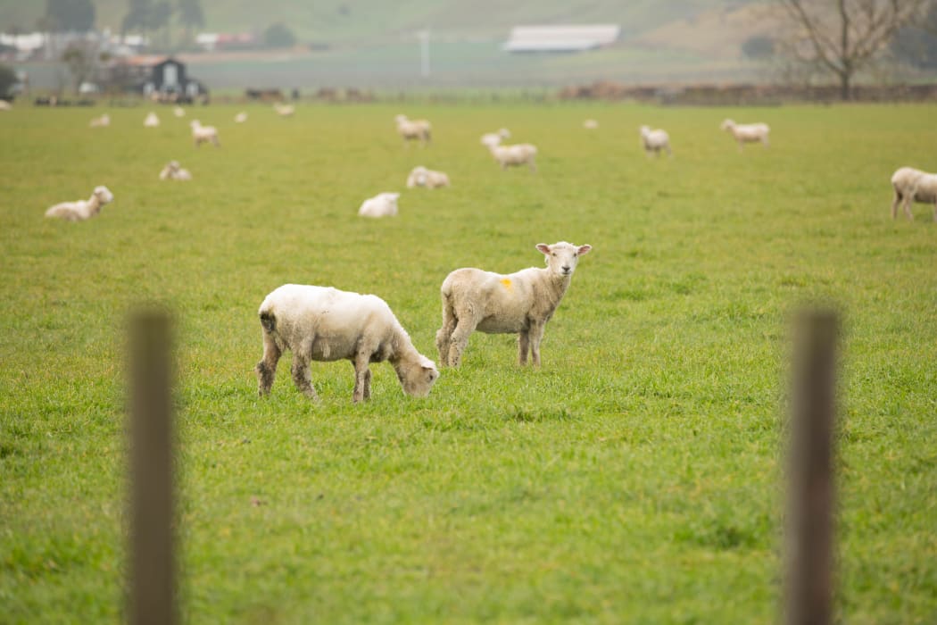 Sheep in the Hawke's Bay area