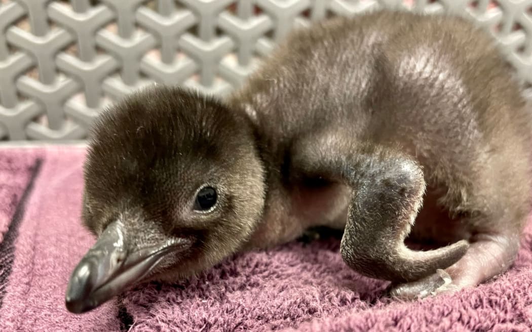 Auckland Zoo welcomed the hatching of a Little Penguin chick on 29 August, 2022.