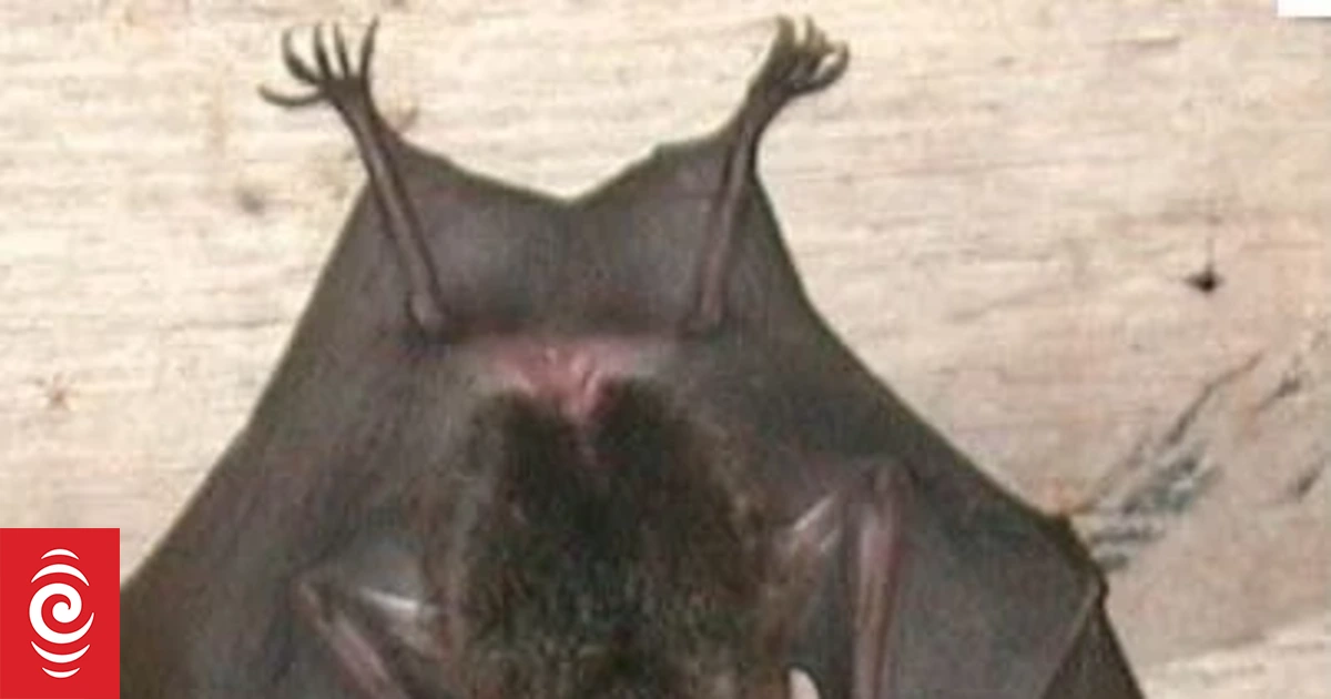Conservationists surprised at high number of rare bats in Fiji cave - Vimarsana News