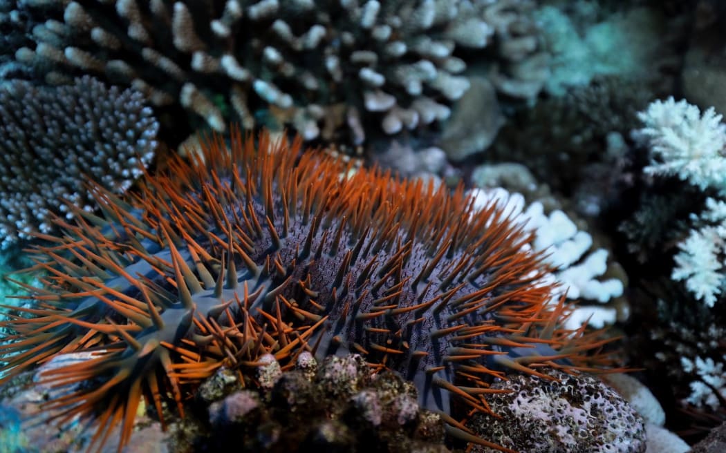 A crown-of-thorns starfish or taramea underwater.