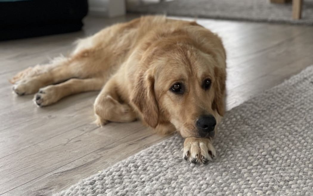 Luna is a two-year-old golden retriever who lives on Auckland's Hibiscus Coast.