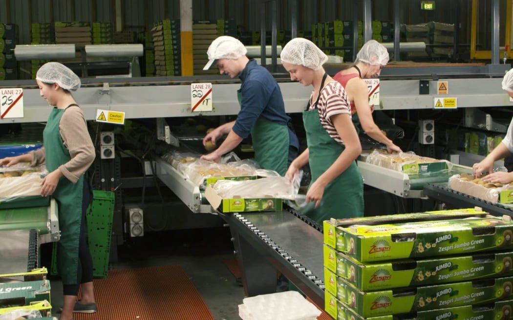 Kiwifruit packing company describes jobs as 's*** work' RNZ