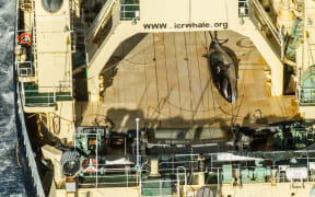 Anti-whaling group Sea Shepherd has released photos showing a dead protected minke whale on board a Japanese whaling ship.