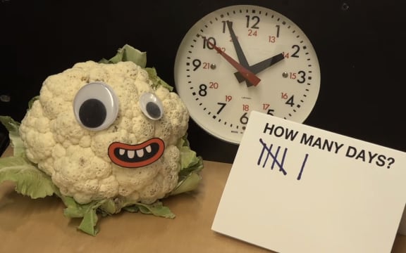 Newshub's running a livestream of a cauliflower to see it it can outlast the coalition talks.