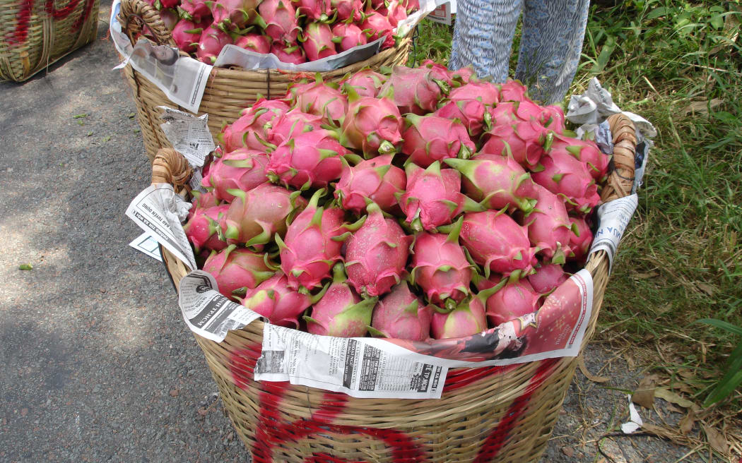 Dragon fruit developed by Plant and Food Research.